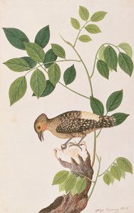 Buff-rumped Woodpecker, fra Drawings of Birds from Malacca, ca. 1805-18 (wc på papir)